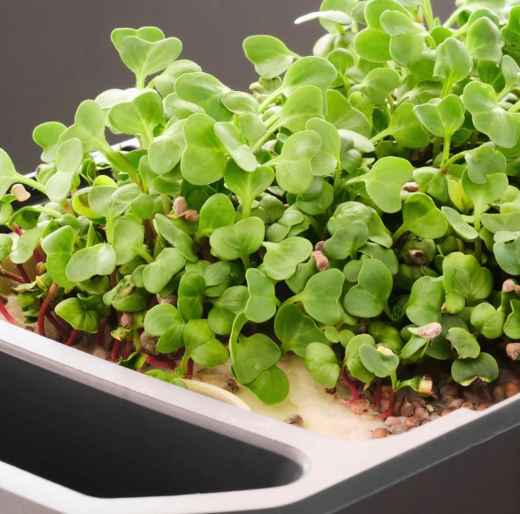 Pestovateľské podložky Harry Herbs2